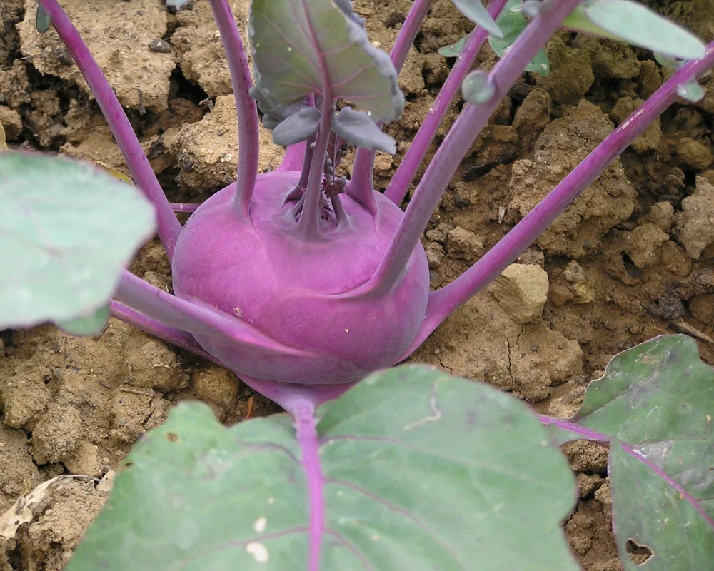 Il “cavolo Trunzu” di Acireale conquista chef e nutrizionisti: i benefici del presidio Slow Food